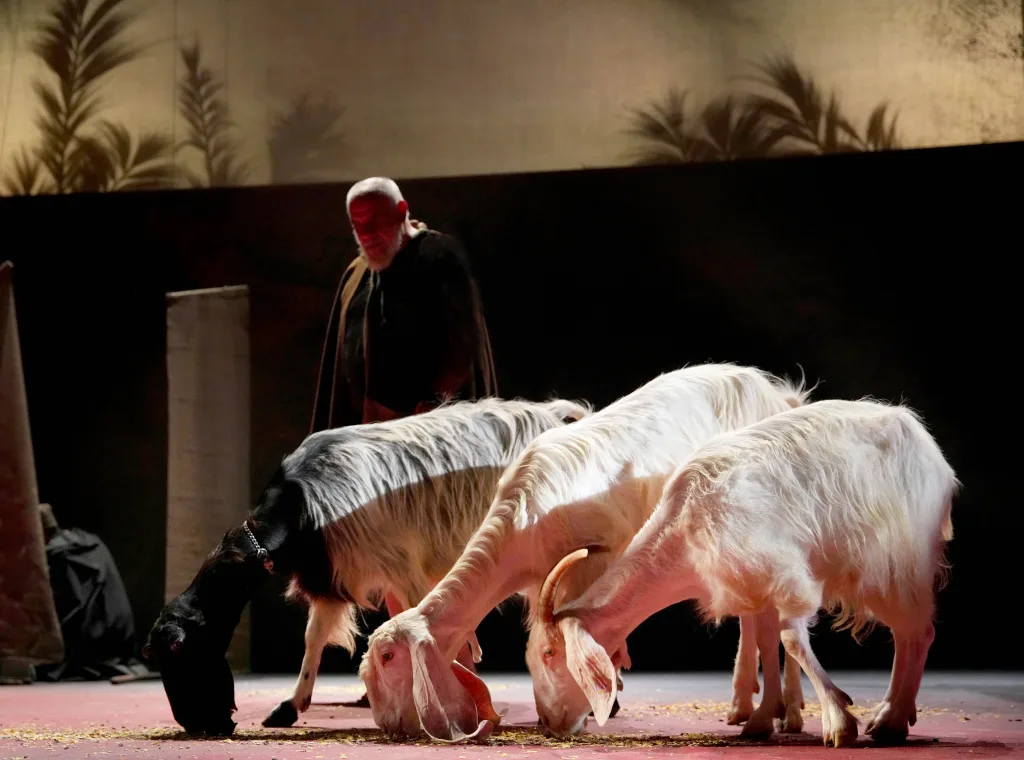 第2幕、アルサーチェが逃避した場所には羊もいる　（C）Rossini Opera Festival