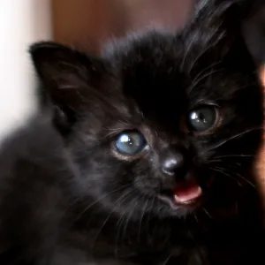 Picture of 堀内 みさ